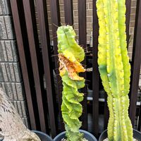 サボテン,セレウス ペルビアナス スピラリス,成長記録,癒し空間,おきにいりの画像