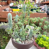 七宝樹,七宝樹錦,多肉植物,ガーデニング,セネシオ属の画像