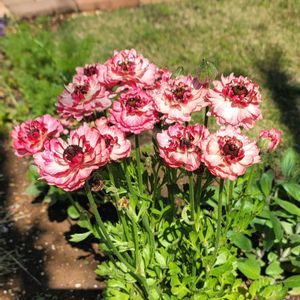 地植え,かわいいな♡,成長が楽しみ,お花好き,すてき…♡の画像