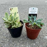 マサイの矢尻,ワテルメイエリー錦,多肉植物,クラッスラ属,ガーデニングの画像