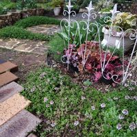 アリッサム,イベリス,セダム,タイム,タイムの画像