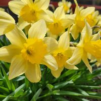 スイセン,プリムラ,雪割草,白い沈丁花(じんちょうげ),チオノドグサ.の画像