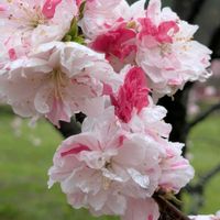 ハナモモ,小さな幸せ♡,長野県伊那市,お出かけ先♡,お出かけ先にて！の画像