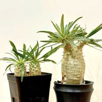 パキポディウム・グラキリス,多肉植物,塊根植物,コーデックス,挿し木の画像