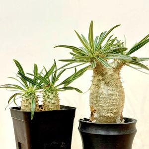 パキポディウム・グラキリス,多肉植物,塊根植物,コーデックス,挿し木の画像