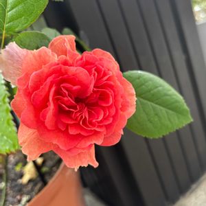 バラ,バラ アリュマージュ,ナチュラルガーデン,お庭の花たち,薔薇大好きの画像