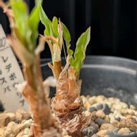 レデボウリア クリスパ,多肉植物,珍奇植物,ケープバルブ,my succulentの画像