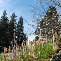 オオイヌノフグリ,キクザキイチゲ,クロッカス,クンシラン,ツクシの画像