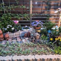 ボイセンベリー,花壇,ポタジェガーデン,家庭菜園,庭の画像