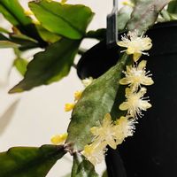 リプサリス,リプサリス エリプティカ,楽しみ〜,小さな幸せ♡,green lifeの画像