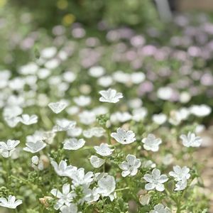 アリッサム,ネメシア,ネモフィラ,ネモフィラ・スノーストーム,スカピオサの画像
