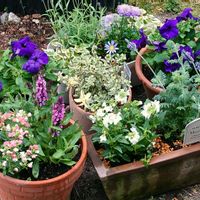 紫の花,植えっぱなし,花のある暮らし,花好きさんと繋がりたい,宮城の春の画像