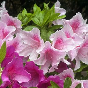 ツツジ,公園,雨の日,自生,庭園の画像