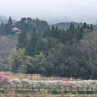 ハナモモ,❤️いいね、ありがとう,【額縁シリーズ】,楽しもう2026♪,花桃のある風景の画像