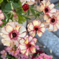 シキミ,スモモ,ヒュウガミズキ,ミツマタ,ラナンキュラス　ラックスの画像