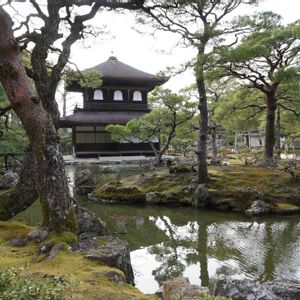 苔(コケ),鳳凰,お寺,庭園,緑のある暮らしの画像