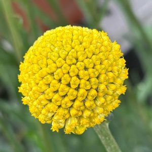 クレマチス,クラスぺデイア,クラスぺデイア,クレマチス　千の風,クレマチス　千の風の画像