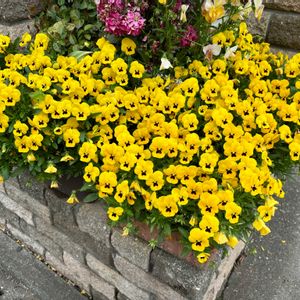 パンジー・ビオラ,パンジー,ビオラ,プランター,壁掛けの画像