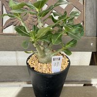 アデニウム アラビカム,ドルフィンネックレス,コルプス　クラリス　レーマニー,アエオニウム チャームゴールドの画像