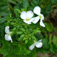 ダイコンの花♪,ダイコンの花♪,ダイコンの花,家庭菜園の画像