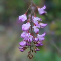 ツルバキア,チョウジソウ,アリウムトリケトラム,ウンナンハギ,ヒメシャリンバイ(姫車輪梅)の画像