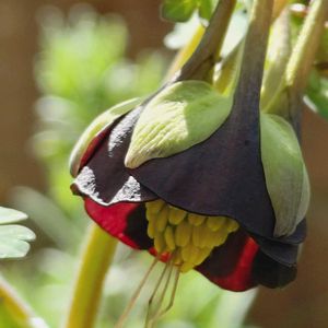 オダマキ,西洋オダマキ,オダマキ チョコレートソルジャー,オダマキ チョコレートソルジャー,ガーデニングの画像