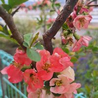 木瓜(ぼけ),多肉植物,多肉初心者,春ですね,ばぁばの花の画像