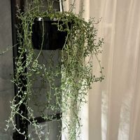 ドルフィンネックレス,観葉植物,グリーンのある暮らし,リビング・ダイニングの画像