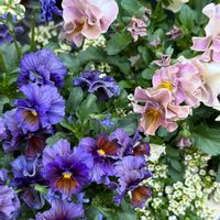 ビオラ　エッグタルト,ヌーベルバーグアンジュ,ヌーベルバーグ　アクアレール,カーメン君×見元園芸プレミアムビオラ,寄せ植えの画像