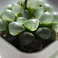 ハオルチア,ジェリーフィッシュ,ジェリーフィッシュ,多肉植物,ハオルチア属の画像