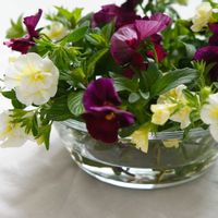 スーパーベル,ミント,パンジー,モヒートミント,パンジー シエルブリエの画像