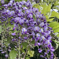 アジュガ,タツナミソウ,フジ,アジュガ ディキシーチップ,ナヨクサフジの画像