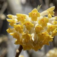 ミツマタ,お出かけ先にての画像