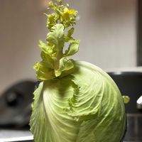 菜の花,キャベツ,キャベツの花,野菜の花,アブラナ科の画像