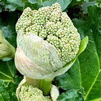 ルバーブ,初めての花♡の画像