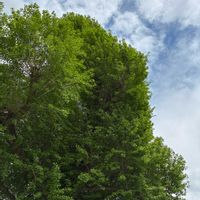 イチョウ,子育てイチョウ,青い空,繋がりに感謝✨,平和を願う☆の画像