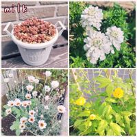  ブロンズ姫,ローダンセマム・アフリカンアイズ,イベリス ブライダルブーケ,八重咲きヤマブキ,寄せ植えの画像