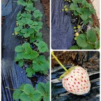 ガーベラ,チューリップ アイスクリーム,白みつか,西洋オダマキ草,無農薬の画像