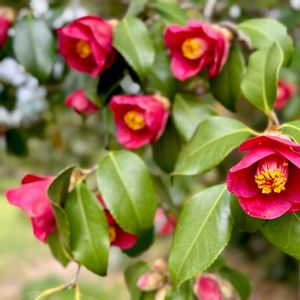 ハナミズキ,ヤブツバキ,ヤマザクラ,庭パト,雲仲間の画像