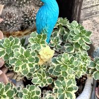 セダム,セダム アトランティス,いつも心に太陽を,多肉もお花も大好き❤️,小さな庭の画像