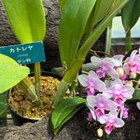 カトレアの画像