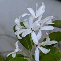 鉢植え,玄関アプローチの画像