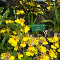 オンシジュームの画像