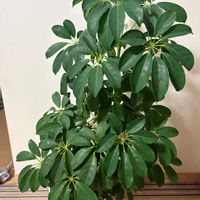 シェフレラ,カポック,長崎,みどりのある暮らし,GS日和の画像