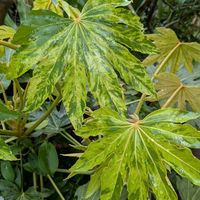 鉢植え,裏庭の画像