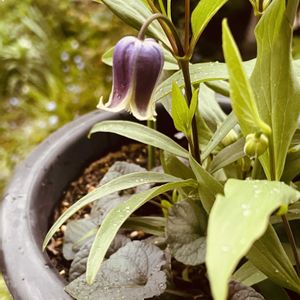 オキナグサ,クレマチス,ボタン,ウッドデッキ,今日の一枚の画像