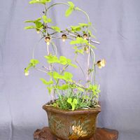 山野草,鉢植え。,癒されて,スマホ撮り,うすいピンク色の画像