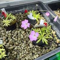 ムシトリスミレの画像