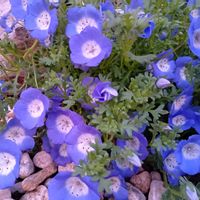 おうち園芸,小さな庭,家庭菜園,庭の画像