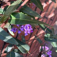 ハーデンベルギアの画像